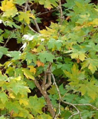 Big Leaf Maple Tree