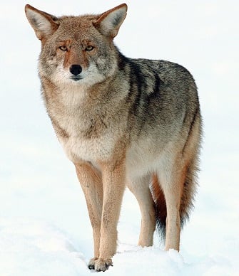Coyote in the snow