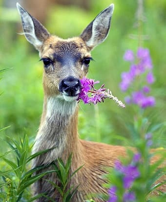 Black Tailed Deer