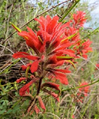 Indian Paintbrush in the wild