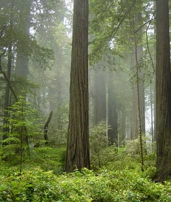 Redwood National Park Trees