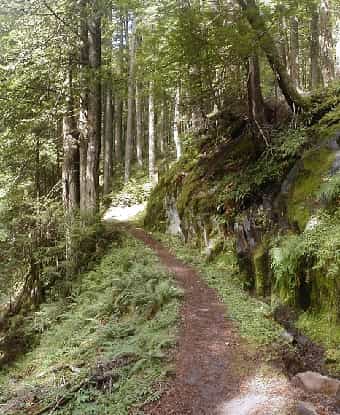 Temperate Rainforest Path