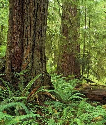 Plants growing in a temperate rainforest