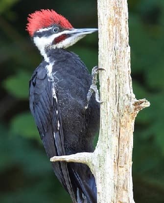 Pileated Woodpecker in tree