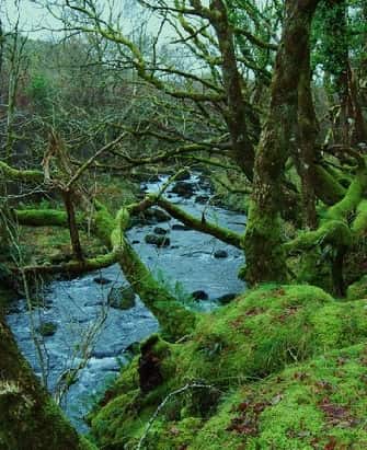 Stream running through a temperate rainforest